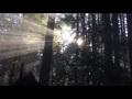 Henry Cowell Sunrays