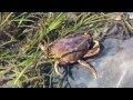 Birch Bay Crab