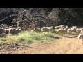 Sheep Herd at Pleasanton Ridge