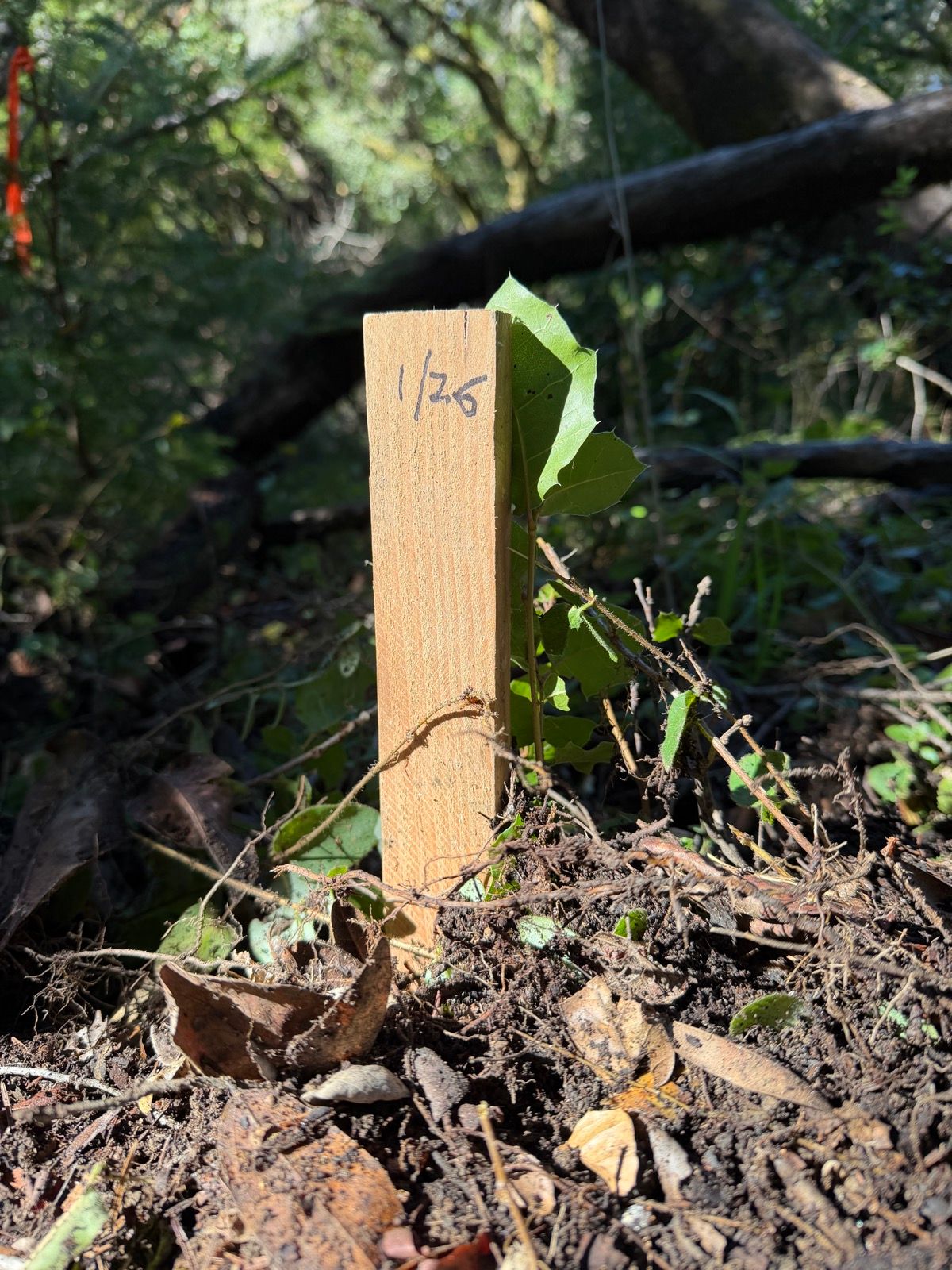 The stake marking the end of the second loop.