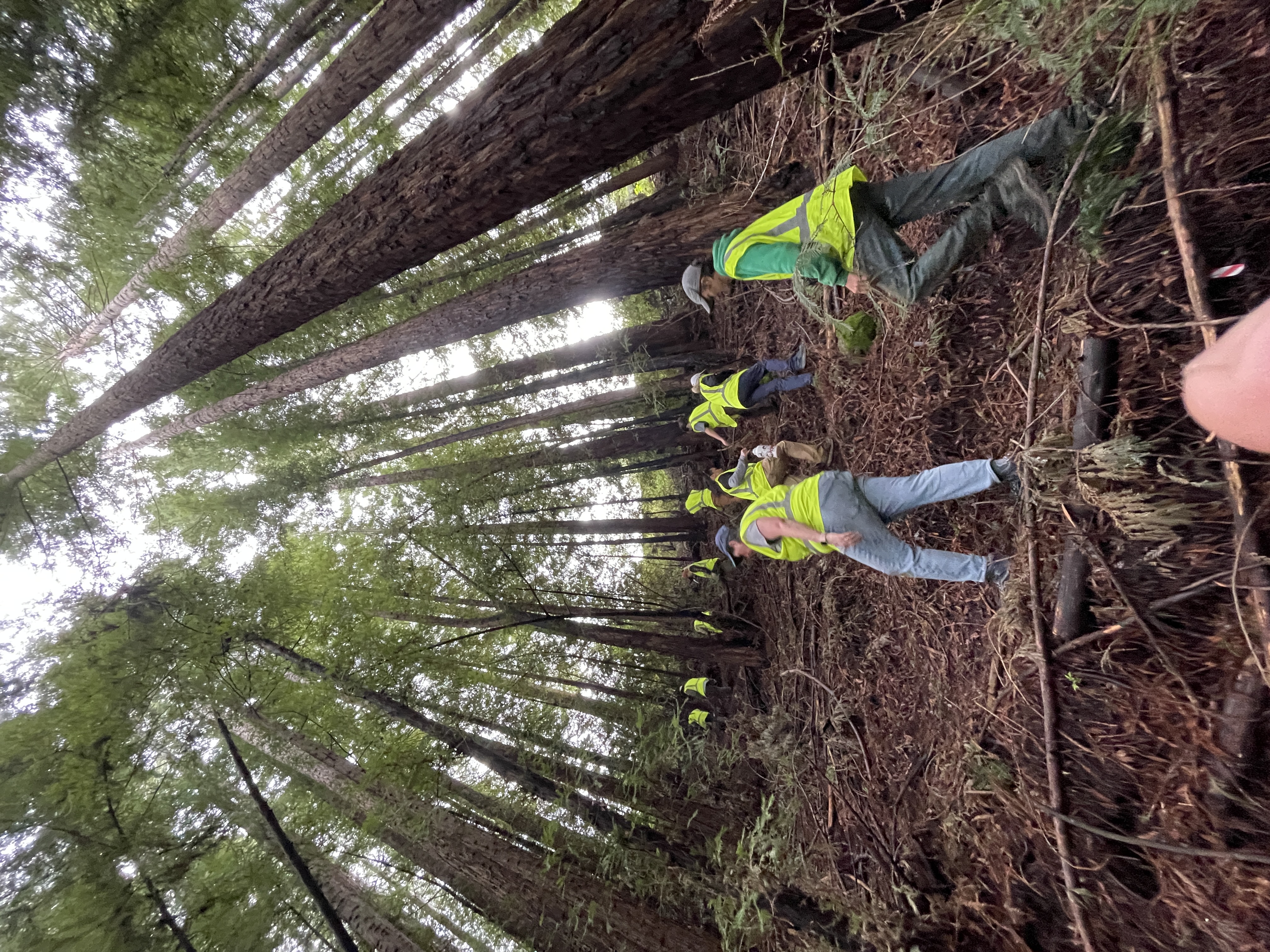Volunteers among the redwoods near the Highway 17 wildlife undercrossing.